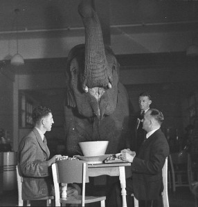 Elephant's tea party, Robur Tea Room, 24 March 1939, by Sam Hood